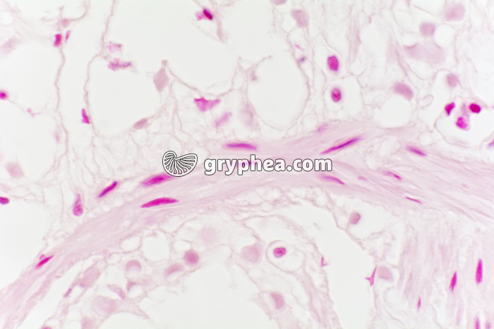 Fibres musculaires lisses CL vessie de Batracien x200 - gryphea.com